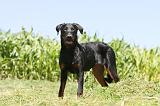 BEAUCERON 434